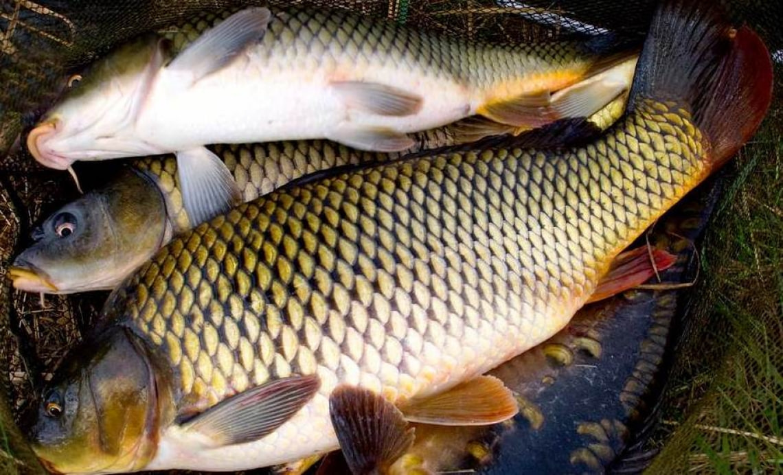 5 kilogrammgacha baliqni bepul ovlash tartibi saqlanib qoladi – rasmiy munosabat
